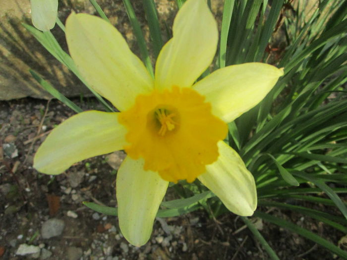 IMG_1847 - La tara in aprilie 2016