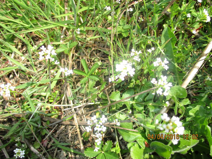IMG_1856 - La tara in aprilie 2016