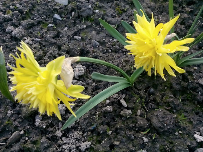 IMG_20160403_185339 - 2016 Narcise