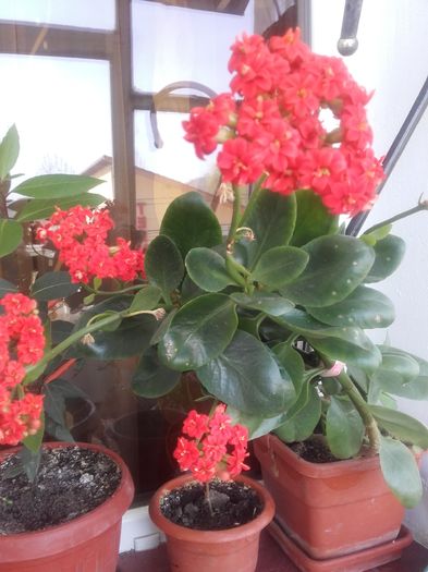 20160405_143853 - Kalanchoe