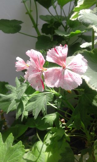 20160405_143034
