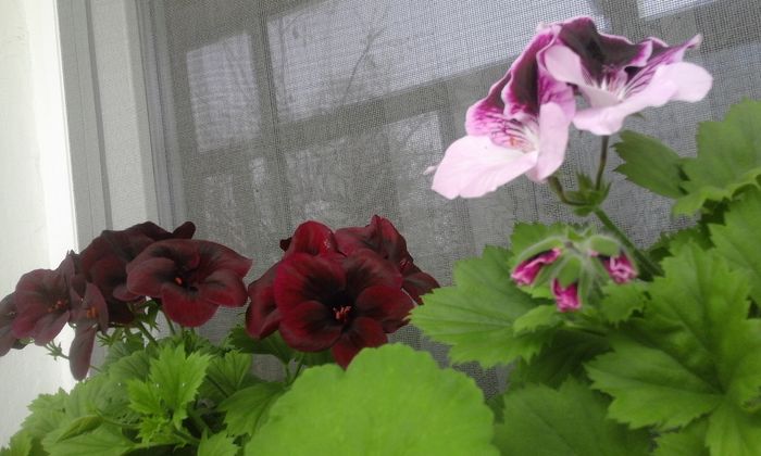 20160405_143250