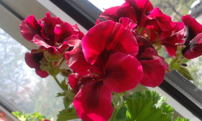 20160405_143452 - Flori 2016
