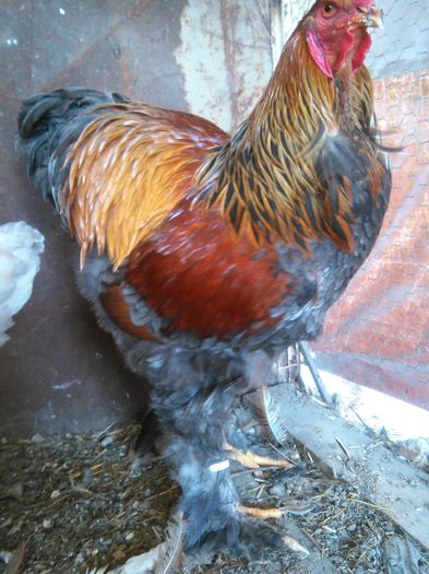 IMG_20160405_150925 - Brahma Potarnichiu pe Albastru 2016