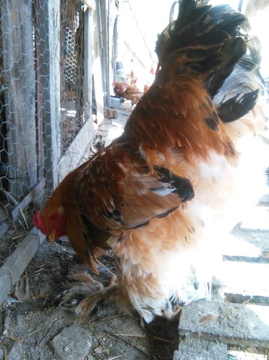 IMG_20160405_151322; 120 lei
