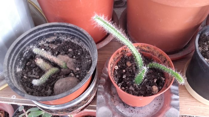 Chamaecereus silvestrii si Aporocactus