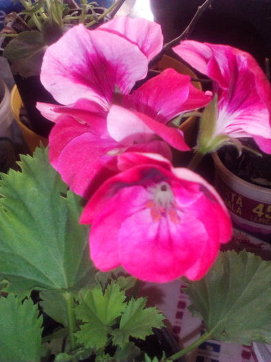 1459869790125889541040