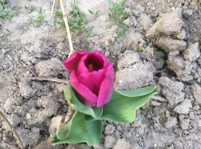 image - plante de gradina