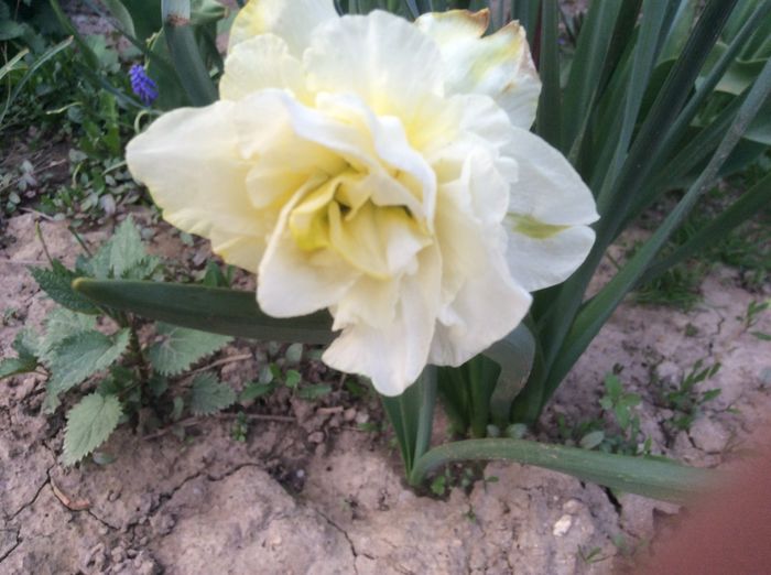 image - plante de gradina