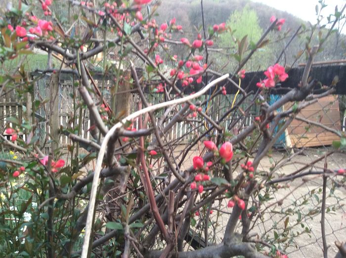 image - plante de gradina