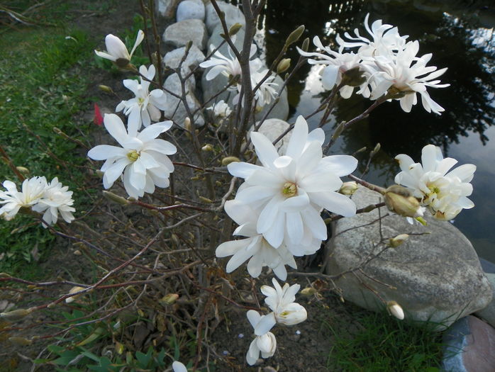 magnolia stellata - Copacei si arbusti 2016