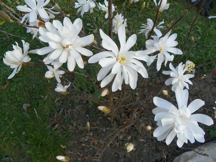 magnolia stellata - Copacei si arbusti 2016