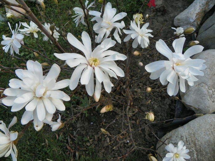 magnolia stellata - Copacei si arbusti 2016