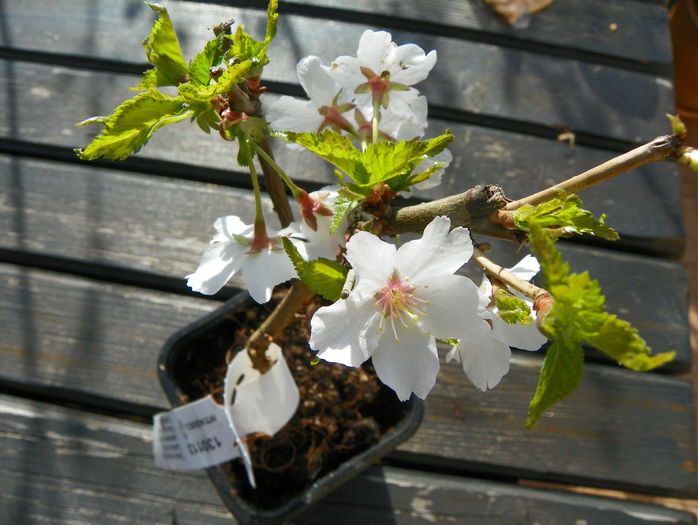 prunus nipponica Brilliant