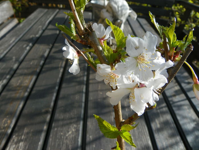 prunus nipponica Brilliant de la starkl