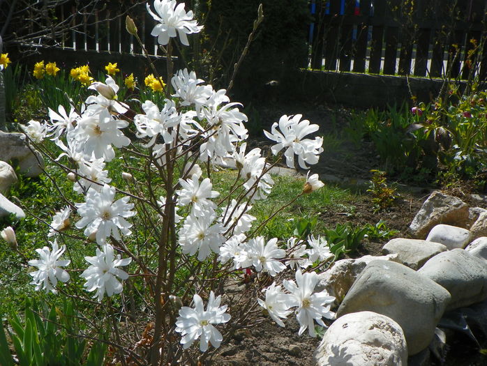 magnolia stellata