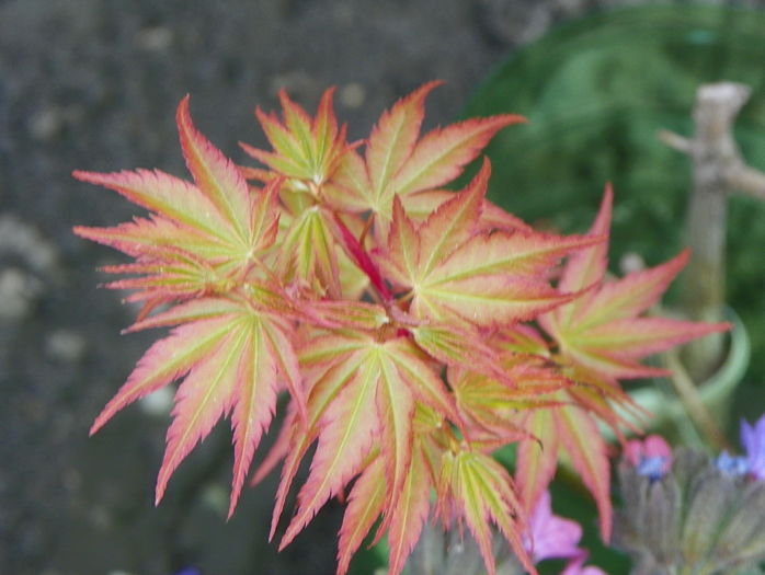 acer palmatum Sango-kaku