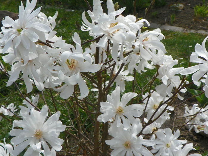 magnolia stellata