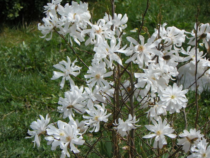 magnolia stellata