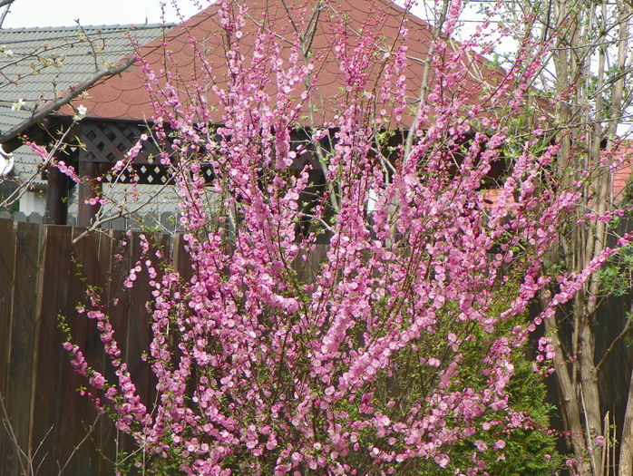 prunus triloba