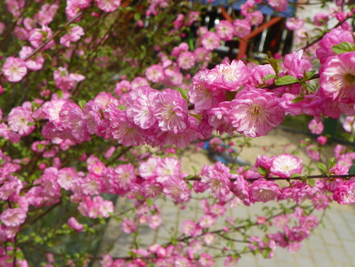 prunus triloba