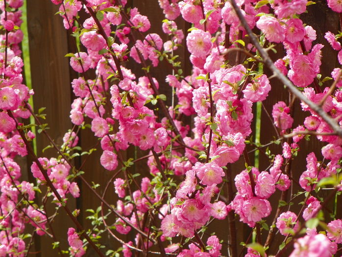 prunus triloba