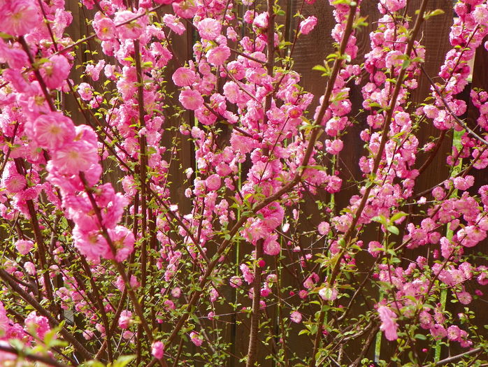 prunus triloba