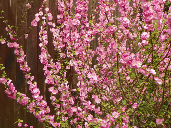 prunus triloba