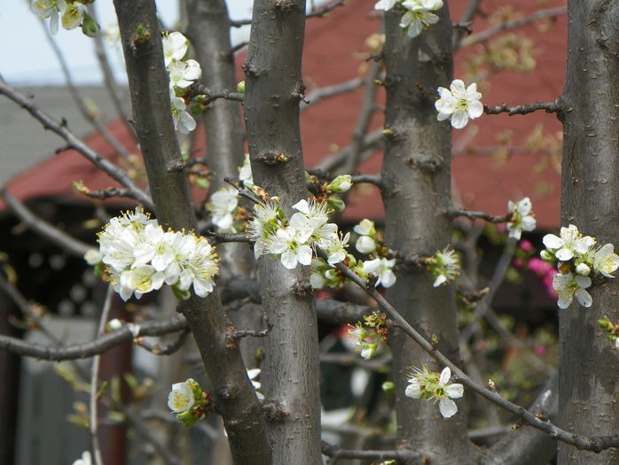 prunus domestica