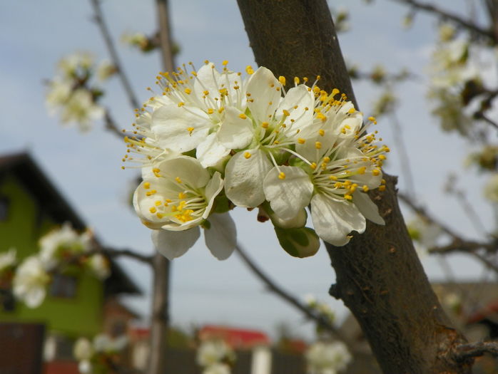 prunus domestica