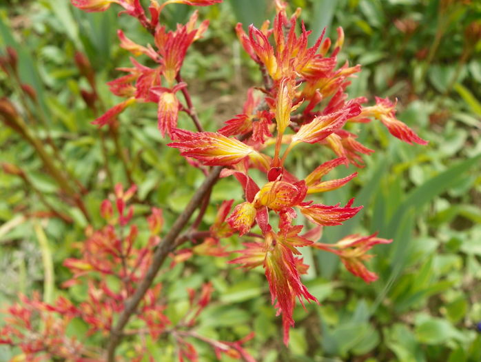 acer palmatum Katsura