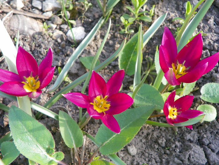 tulipa humilis Odalisque