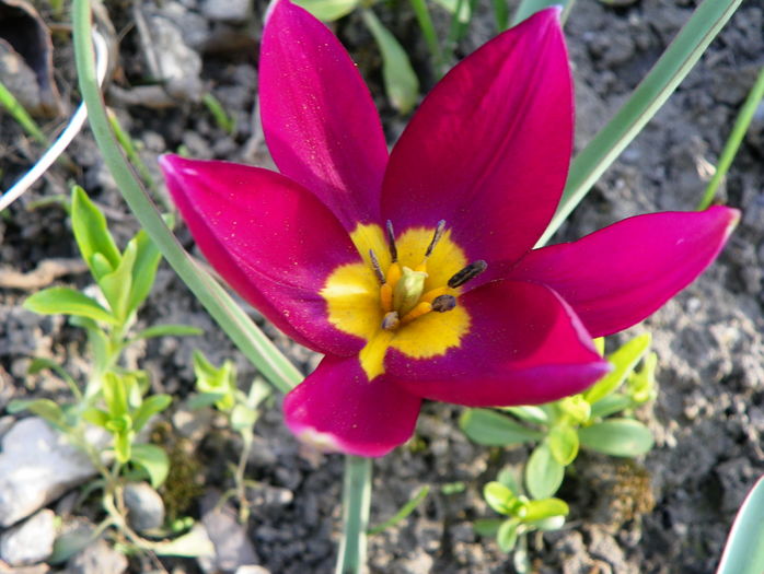 tulipa humilis Odalisque