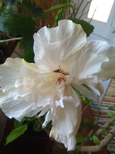 IMG_20160405_104403 - Hibiscus Classic White