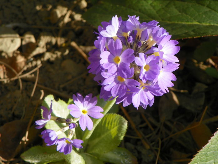 primula cashmeriana