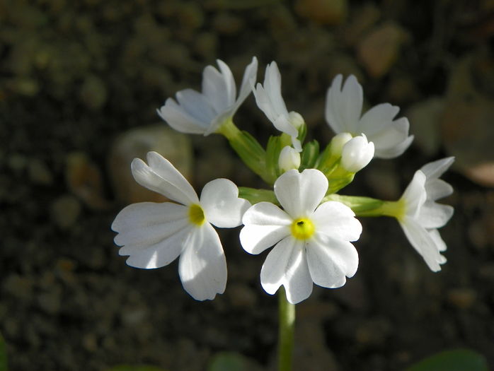 primula denticulata Alba