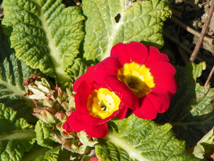 primula acaulis