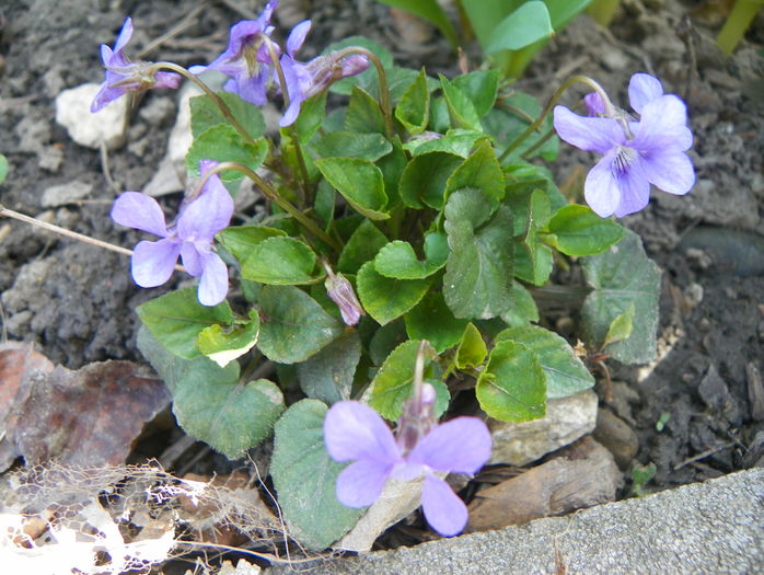 viola odorata Konigin Charlotte