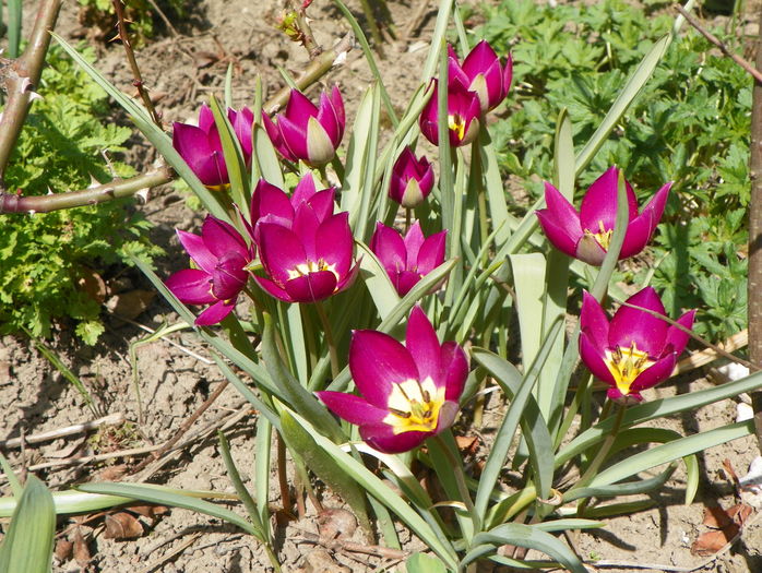 tulipa pulchella Persian Pearl