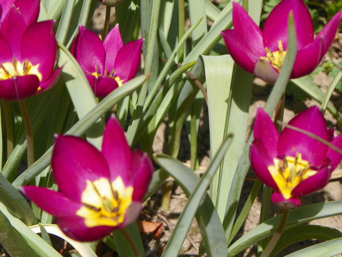 tulipa pulchella Persian Pearl