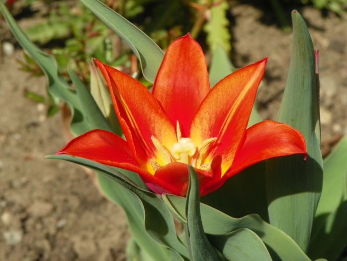 lalea Synaeda Orange