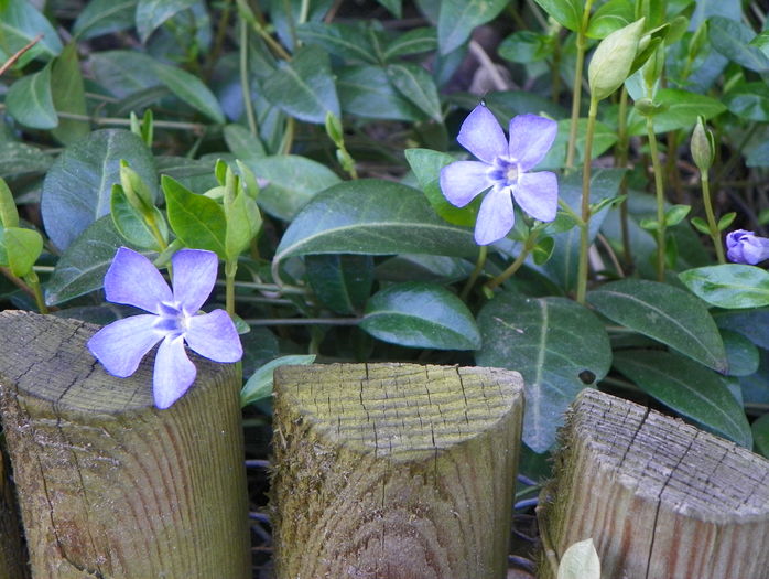 vinca minor