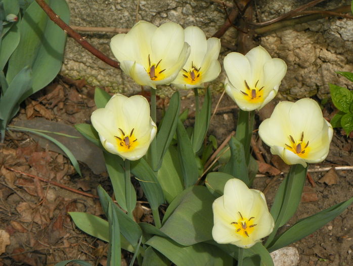 lalele Purissima