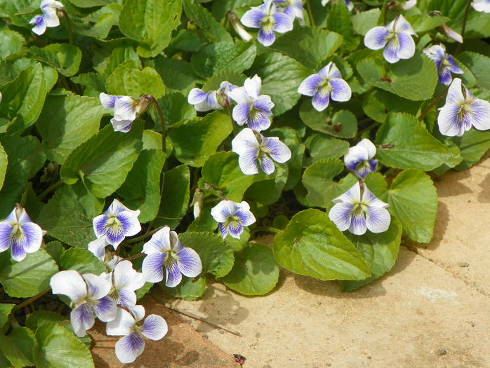 viola sororia priceana