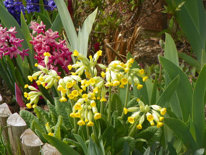 primula officinalis