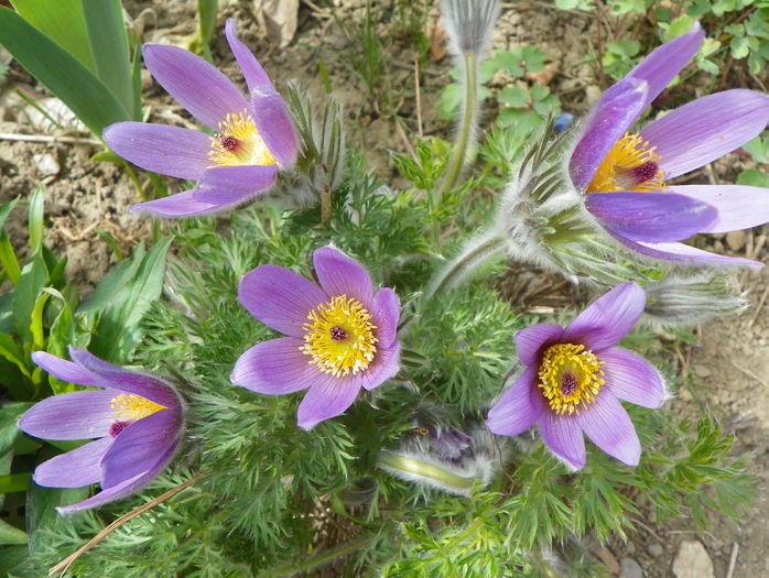 pulsatilla vulgaris