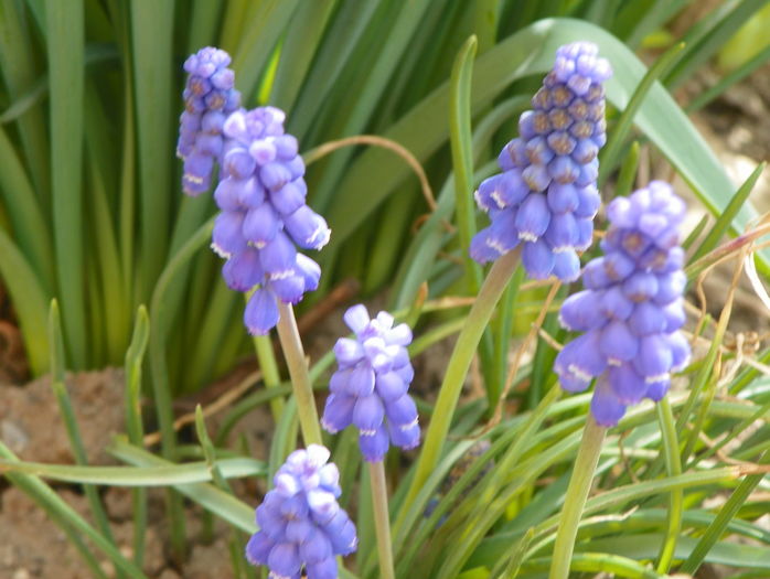 muscari armeniacum