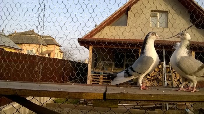 WP_20160405_18_57_04_Pro - 9-POZE 2016