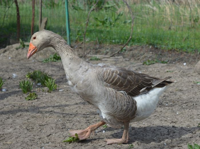 mama - Matilde - B1 - Gaste Embden - linie de productie