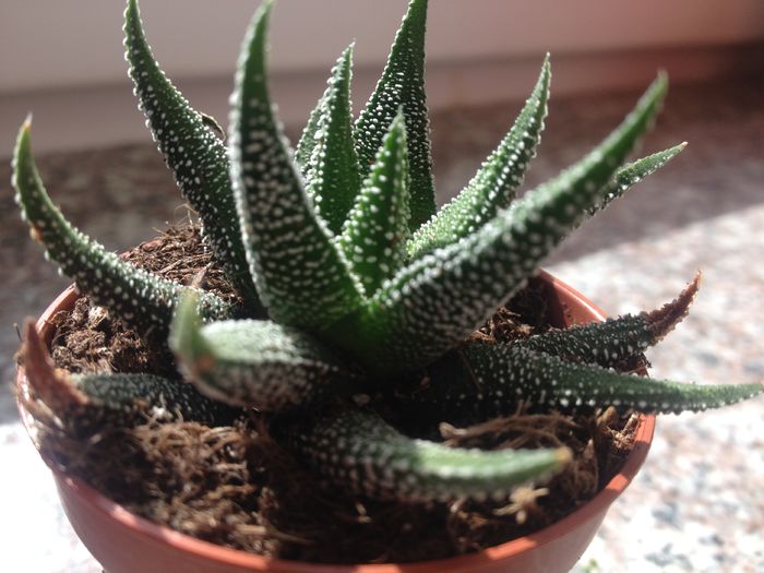 Haworthia margaritifera var minima